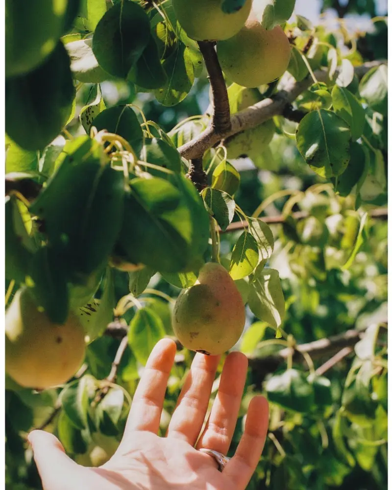 Gran Hotel Margalida